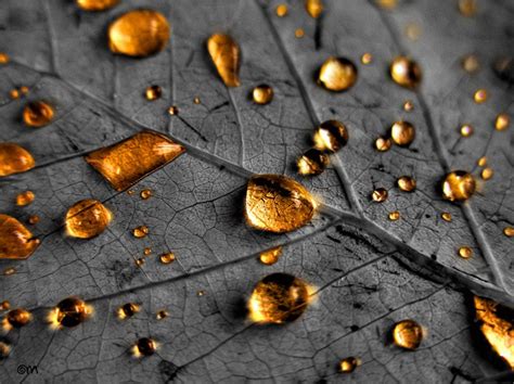 Chuva Dourada (dar) Escolta Amarante